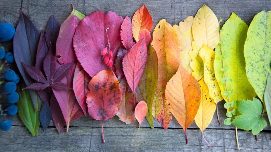 Impact van inclusief onderwijs